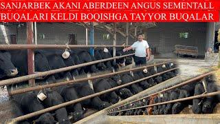 SANJARBEK AKANI ABERDEEN ANGUS SEMENTALL BUQALARI KELDI BOQISHGA TAYYOR BUQALAR