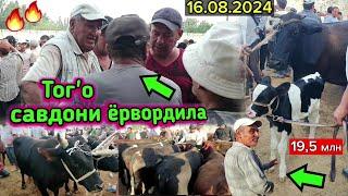 16.08.2024 КИТОБ ТУМАНИ МОЛ БОЗОРИ ТУЛИК ВИДЕООБЗОРИ ЧОРВА НАРХЛАРИ #molbozor #chorva #ferma #buqa