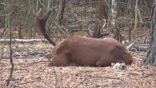 The red stag was injured in a fight during the rut. It is recovering