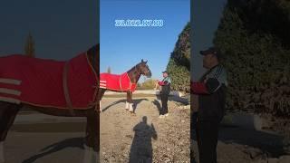 ОТ СОТИЛАДИ #ot_narxlari #horse #xabarlaruz #otbozori