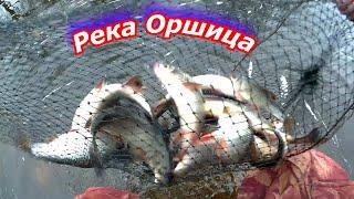 Подуст плотва река Оршица отчёт