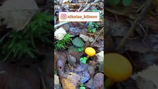 Лесные дары природы. #shorts
