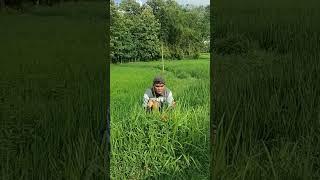 finally caught the animal that always eats plants #shortvideo #nature #nest #farming #woodscraft