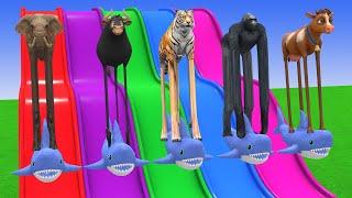 Long Slide Game With Elephant Gorilla Buffalo Hippopotamus Tiger - 3d Animal Game - Funny 3d Animals