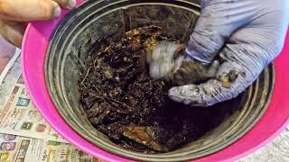 1st feeding for 1-week old red wiggler bin & check in on nightcrawlers - vermicomposting