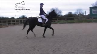 Hesteyri Horses ~ Sponsored Rider ~ Martha and Mouse ~ January 2017