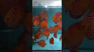 Дискусы, дешевле не найдете. #дискусы #аквариумныерыбки #аквариум #aquarium #discus #разводня #fish