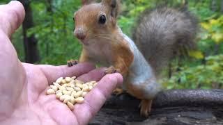 Две милые белки / Two cute squirrels