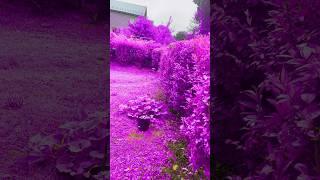 Purple New York