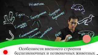 Особенности внешнего строения беспозвоночных и позвоночных животных. 7 класс.