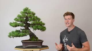 How to Refine Japanese Black Pine | Bonsai-U