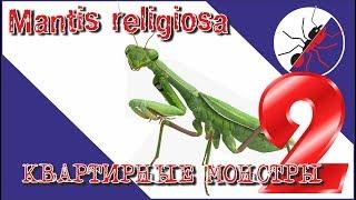 Богомол Mantis religiosa. ОХОТА. Квартирные монстры 2.