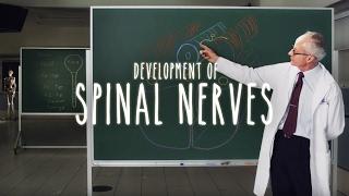 Neuroanatomy S1 E2B: Development of Spinal Nerves #neuroanatomy #spinalcord #spine #medicine