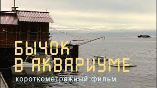 Байкал. Бычок-желтокрылка. Эксперимент в аквариуме.