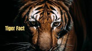 Tiger Fact  #shorts