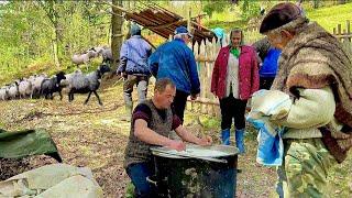 Real life in the Carpathian Mountains: tradition - eraning a flock into the meadow