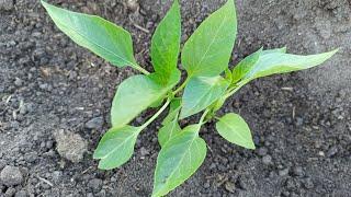 How to plant pepper seedlings in open ground, two peppers in one hole