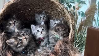 Siberian kittens - November 2024