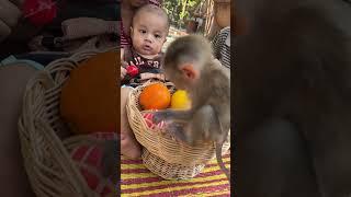 Liza play with toy #monkey05 #babymonkey #monkeyboy #baby #monkey4u