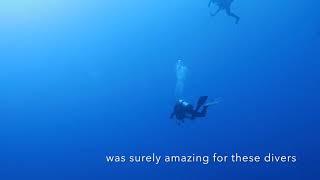 Divers get an amazing surprise when school of hammerhead sharks approach