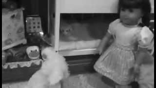 Wizard Of Oz! *SKIT*