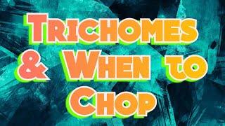 The 3 Stages of Trichomes and When to Chop