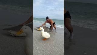 SHARK ATTACKED MY DUCK! 