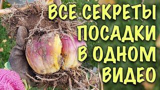 Хотите пышного цветения лилий? НАЧНИТЕ С ПРАВИЛЬНОЙ ПОСАДКИ! Все СЕКРЕТЫ и ХИТРОСТИ посадки ЛИЛИЙ