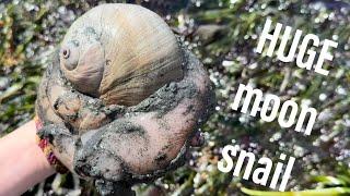 Puget Sound Tidepooling and Beachcombing - Giant Moon Snail and Saggy Anemones!