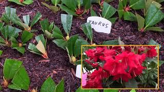 Taking Cuttings of Rhododendrons in the Garden and Filling the Propagation Frame