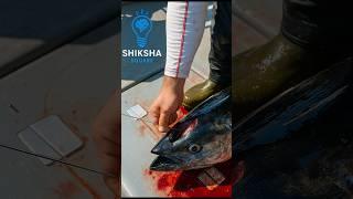 Why Are Japanese Fishermen Piercing Fish Brains? By Shiksha SQUARE