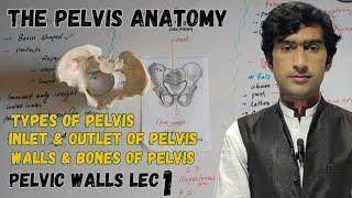 The pelvis anatomy by medexplora , Zawar yousafzai.