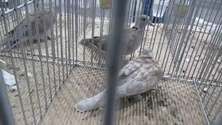 Doves Reading Pigeon Association Winter Show, Lancaster Pennsylvania