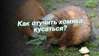 Как отучить хомяка кусаться?