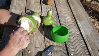 Odins Wolf Survival makes a Birdhouse Gourd Bowl
