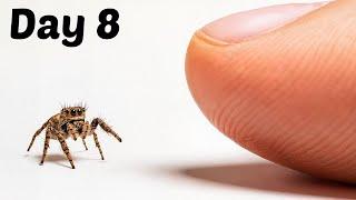 The Process of Making Friends With a Tiny Spider