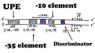 Prokaryotic Transcription - Promoter Structure and Organization