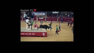 #shorts  Бык проткнул мотодора.  Вам слабо на это посмотреть. Кафтарчата гам набошад. Rustam TV