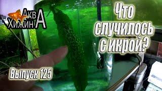 Почему пропала икра скалярий? (Аква Хижина, выпуск 125)