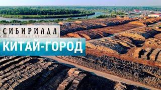 Как Китай заготавливает лес в России | СИБИРИАДА