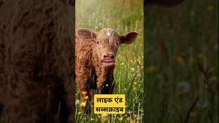 pani lao re \pani laopani lao re short video \pani lao re cowpani lao re cow video