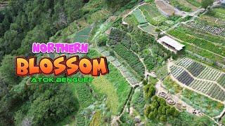 Northern Blossom in Atok, Benguet | Cordillera Adventure