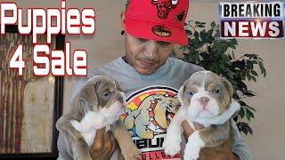 Quality English Bulldog Puppies FOR SALE️