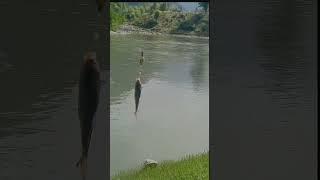 today catch a carp fish