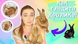 КАК НУЖНО ГЛАДИТЬ КРОЛИКА, ЧТОБЫ ЕМУ НРАВИЛОСЬ? / КАК ГЛАДИТЬ КРОЛИКА? / ДЕКОРАТИВНЫЙ КРОЛИК!