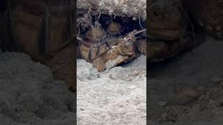 Mert dug a hole so dramatic it has a backstory. He’s so proud of his work ️