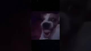 Talking horse cursed dog laugh لعب بابجی meme #horse #dog #laughing