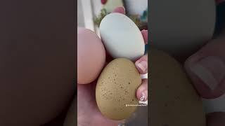 Your rooster should be fertilizing the eggs on your farm! #rooster #fertilizedeggs #hens #chickens