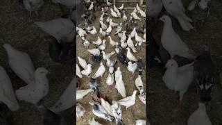250 rupe Par Kabootar | Delhi white pigeons shorts video