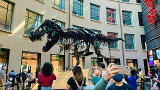 The life and death of Peter the T Rex - Kea Kids News